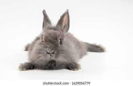 1,183 Angora bunnies Images, Stock Photos & Vectors | Shutterstock