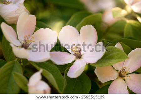 Similar – Image, Stock Photo Apple blossom buds under the blue sky