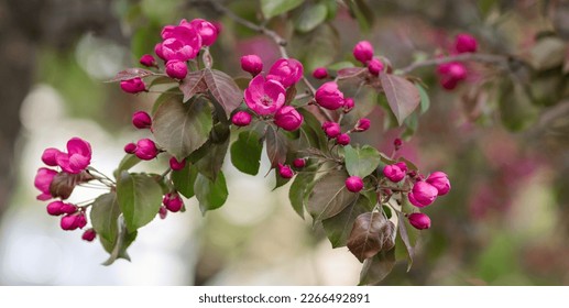 decorative apple tree (Malus Rudolph), bright purple flower buds on a fruit tree in spring