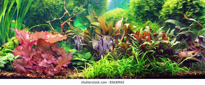 Decorative aquarium