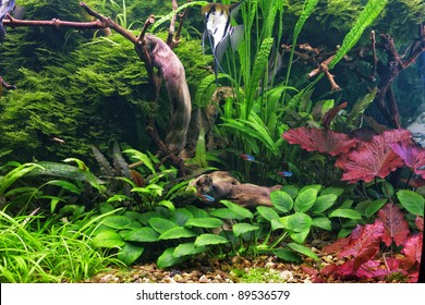 Decorative aquarium