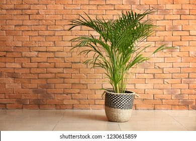 Decorative Areca palm near brick wall - Shutterstock ID 1230615859
