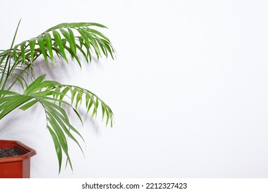 Decorative Areca Palm Near White Wall. Green Plants Fot Home. Eco Life. Freshening Of The Air. Indoor Gardening.