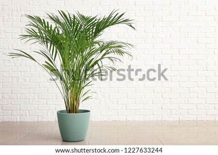 Similar – Image, Stock Photo Green potted plant near shabby brick wall