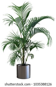 Decorative Areca Palm Tree Isolated On White Background