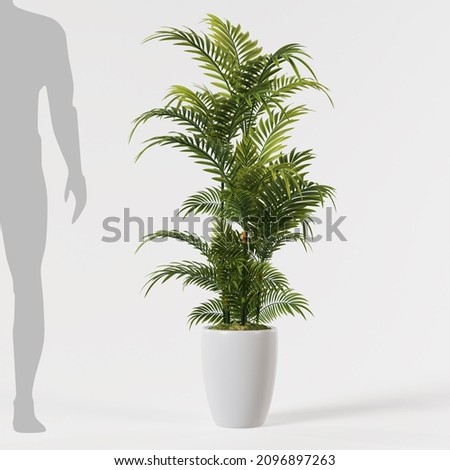 Decorative areca palm tree planted white ceramic pot isolated on white background.