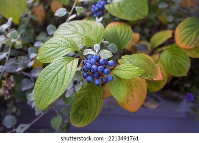 Decorative Autumn Flowers In A Flower Bed,