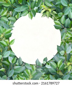 Decorative background with branches and green leaves. Full green color backdrop with cherry leaf. Summer nature background and recycled paper label. Copy space for text. Mock up template - Shutterstock ID 2161789727