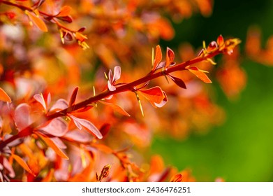 Decorative barberry. Adds beauty and color to any landscape Drought tolerant and low maintenance Can be used as a hedge.border.or focal point in gardens