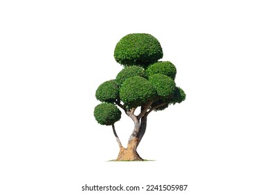 Decorative big Bonsai streblus asper tree on isolated white background with Clipping path for Topiary garden design - Powered by Shutterstock