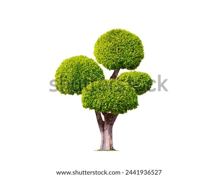 Decorative Big Bonsai Tree ( Wrightia religiosa or Moke tree ) on Isolated White background for Topiary garden design with Clipping Path 
