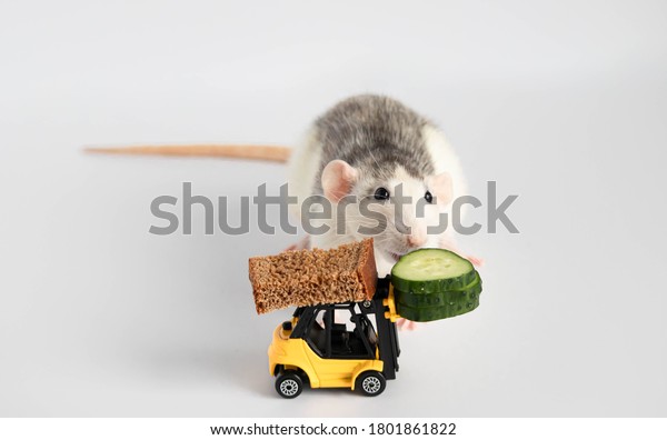 A\
decorative black and white rat sniffing a green cucumber and a\
piece of bread on a bright yellow toy car, a forklift. Close-up of\
a rodent on a white background. Place for your\
text.
