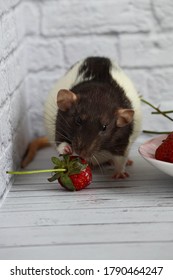 Decorative Black And White Rat Sniffs And Eats Red, Ripe Strawberries. Close Up Portrait Of A Rat. Cute Pet. Healthy Eating. Fruit Diet.