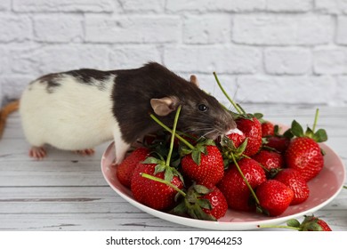 Decorative Black And White Rat Sniffs And Eats Red, Ripe Strawberries. Close Up Portrait Of A Rat. Cute Pet. Healthy Eating. Fruit Diet.