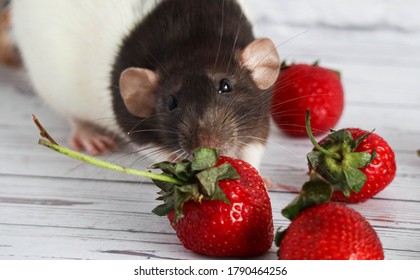 Decorative Black And White Rat Sniffs And Eats Red, Ripe Strawberries. Close Up Portrait Of A Rat. Cute Pet. Healthy Eating. Fruit Diet.