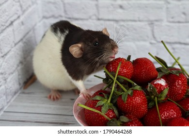 Decorative Black And White Rat Sniffs And Eats Red, Ripe Strawberries. Close Up Portrait Of A Rat. Cute Pet. Healthy Eating. Fruit Diet.