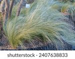 Decorative blue fescue plants with silver color leaves in garden. Top view floral concept background.