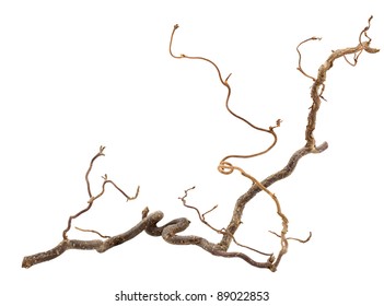 Decorative Branch Of Corkscrew Hazel Isolated On White