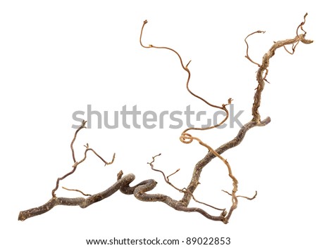 Decorative branch of corkscrew hazel isolated on white