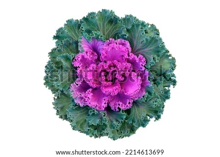 Decorative brassica cabbage pink and green flower isolated on a white background closeup. Top view. Copy space.