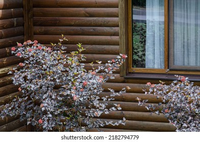 Decorative Bush Under The Window Of A House Made Of Wood No People