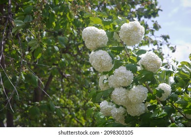 Decorative Bush Viburnum With White Flowers - Snowball Tree In Garden . Close Up Of White Hydrangea . The Flower Of A Hydrangea Growing In A Summer Garden.