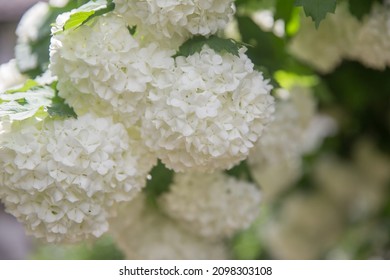 Decorative Bush Viburnum With White Flowers - Snowball Tree In Garden . Close Up Of White Hydrangea . The Flower Of A Hydrangea Growing In A Summer Garden.