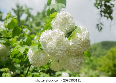 Decorative Bush Viburnum With White Flowers - Snowball Tree In Garden . Close Up Of White Hydrangea . The Flower Of A Hydrangea Growing In A Summer Garden.