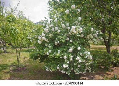 Decorative Bush Viburnum With White Flowers - Snowball Tree In Garden . Close Up Of White Hydrangea . The Flower Of A Hydrangea Growing In A Summer Garden.