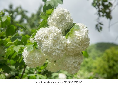 Decorative Bush Viburnum With White Flowers - Snowball Tree In Garden . Close Up Of White Hydrangea . The Flower Of A Hydrangea Growing In A Summer Garden.