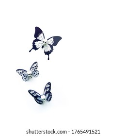 decorative butterflies with skull heads on white background. dead butterflies. creative art surreal concept. symbol of death, Halloween holiday. minimal style. copy space