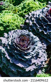 Decorative Cabbage In The Garden