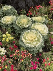 Decorative Cabbage With White-green Leaves, Top View. Cabbage Blossom Outdoors Isolated On Nature. Brassica Oleracea Or Acephala. Flowering Decorative Cabbage Plant Close-up. Natural Vivid Background.
