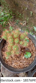 decorative cactus in small pots