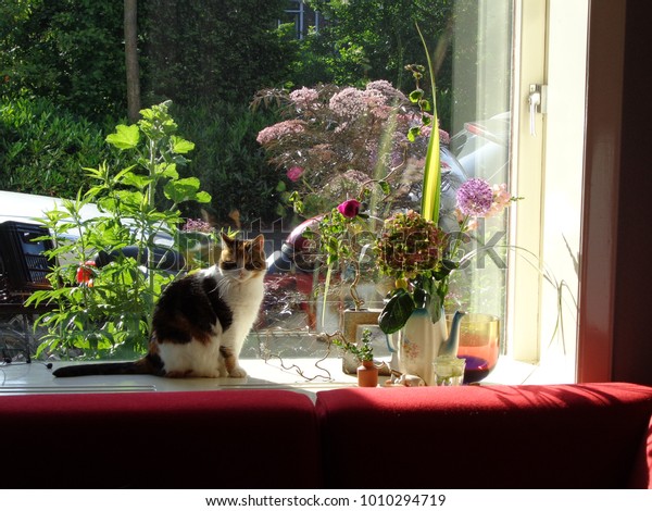 Decorative Cat Window Sill Stock Photo Edit Now 1010294719