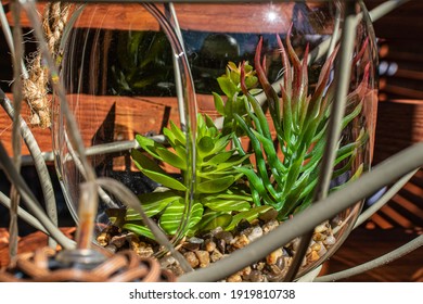 Decorative composition of Aloe flower in a glass container with stones