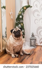 Decorative Crooked Christmas Tree With A Pug