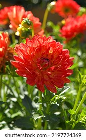 Decorative Dahlia Graceland, Type Water Lily