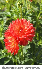 Decorative Dahlia Graceland, Type Water Lily. Orange Flowers With Some Yellow