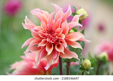 Decorative Dahlia 'Labyrinth' in flower.  - Shutterstock ID 2188146647