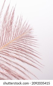 Decorative Dried Flower On A White Background.