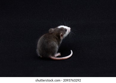 Decorative Dumbo Rat Do Sports On White Background, Front View. Animal Themes