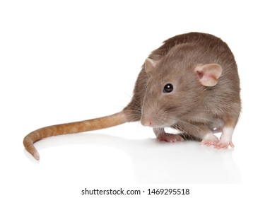 2,079 White dumbo rat Images, Stock Photos & Vectors | Shutterstock