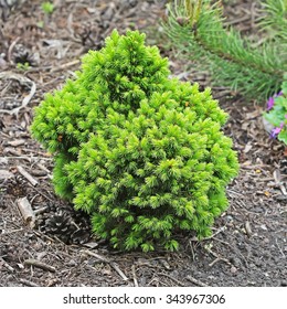 Decorative Dwarf Spruce (Picea Glauca)