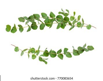 Decorative Eucalyptus Green Leaves Isolated On White. 