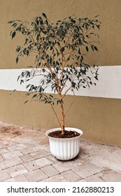 Decorative Eucalyptus Tree In A White Pot Near The Facade Of The House.