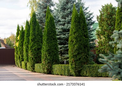 Decorative Evergreen Trees Arborvitae Junipers Boxwood Stock Photo ...