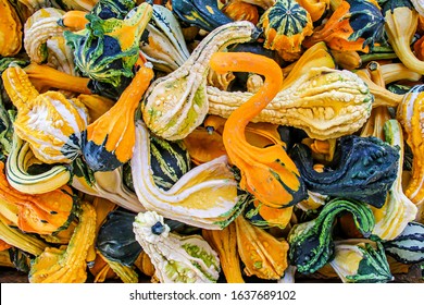 Decorative fall gourds in assorted colors