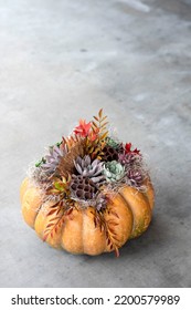 Decorative fall pumpkin planter with succulents