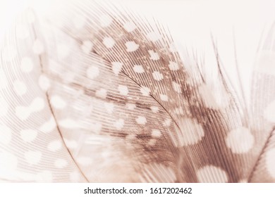 Decorative feathers to decorate women's clothing and accessories. Muted retro tones, background vintage image.